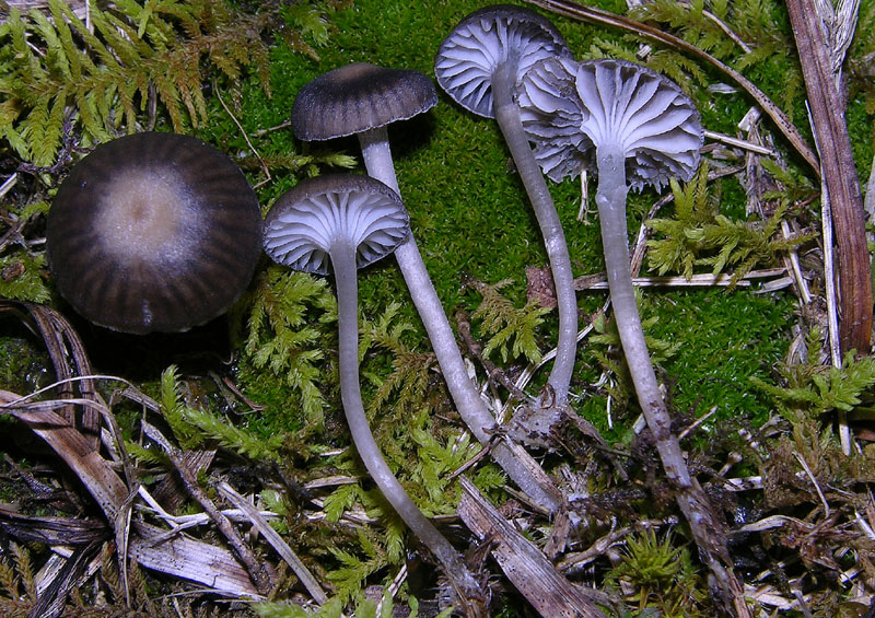 Funghi di sabato 08 novembre.